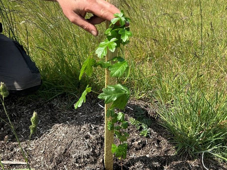 Field maple (Acer campestre) planted as a 15cm cell grown tree