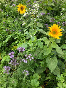 Vibrant cover crop field enhancing soil health, biodiversity and offering erosion protection
