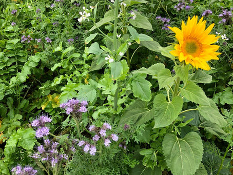 Multi-species cover crop with flowering sunflowers and phacelia