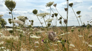 One-Year Extension for Countryside Stewardship Mid Tier Agreements