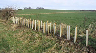 Newly planted hedge under a capital grant