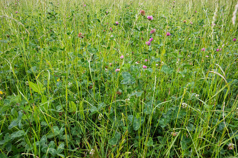Close up of a field sown with a GS4 / SAM3 / CSAM3 multi-species herbal ley
