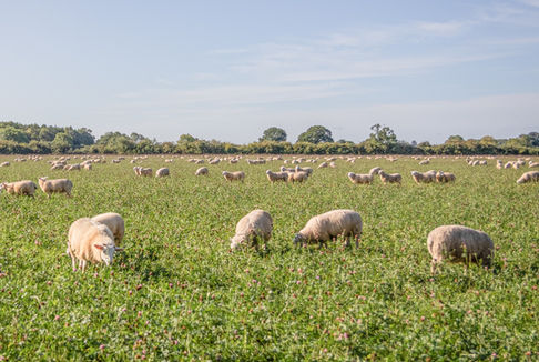 Sheep rotationally grazing a SAM3 herbal ley with chicory, plantain, clovers and grasses