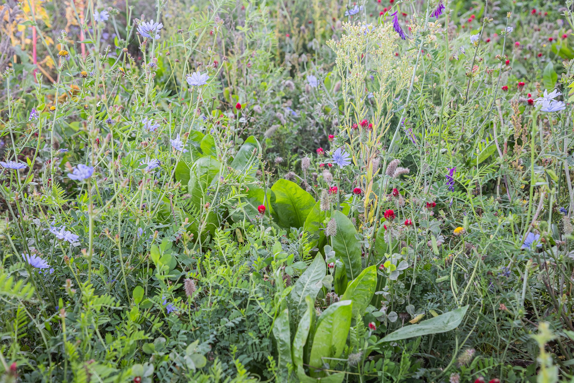 Chicory and cereal plants from Celtic Mix game cover seed supporting shoots and wildlife