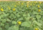 Field of flowering sunflowers grown as a game cover straight for wild bird seed and shoot habitat