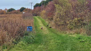 How One Farmer Has Rung 80,000 Farmland Birds