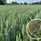 Thumbnail: Living Mulch Clover