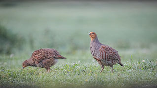 Important Call for Evidence on Gamebirds