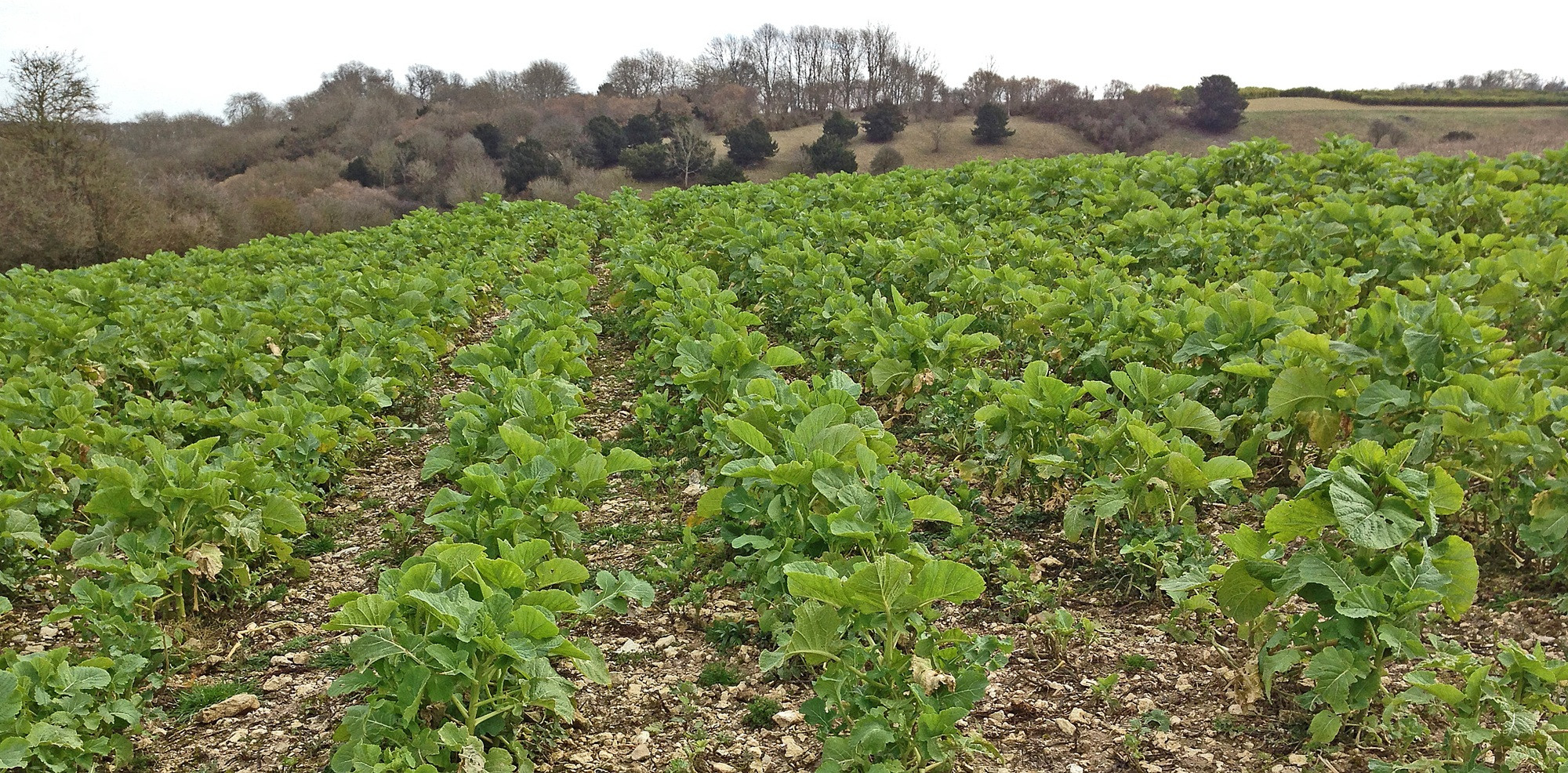 Kale crop with wide rows and strong canopy, ideal winter cover for game birds in wet and windy conditions