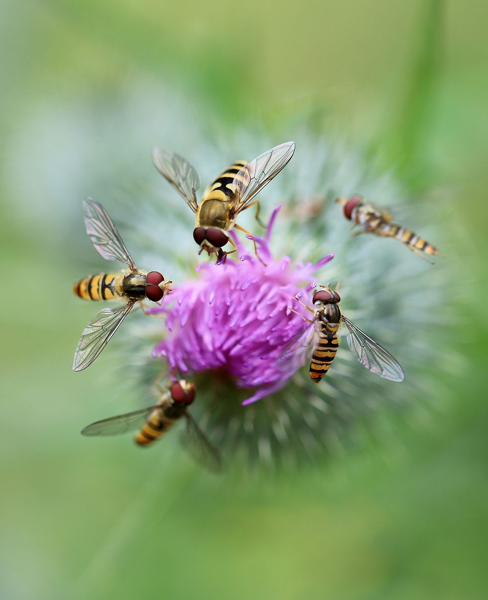 Business and Biodiversity – Choice or Codependence