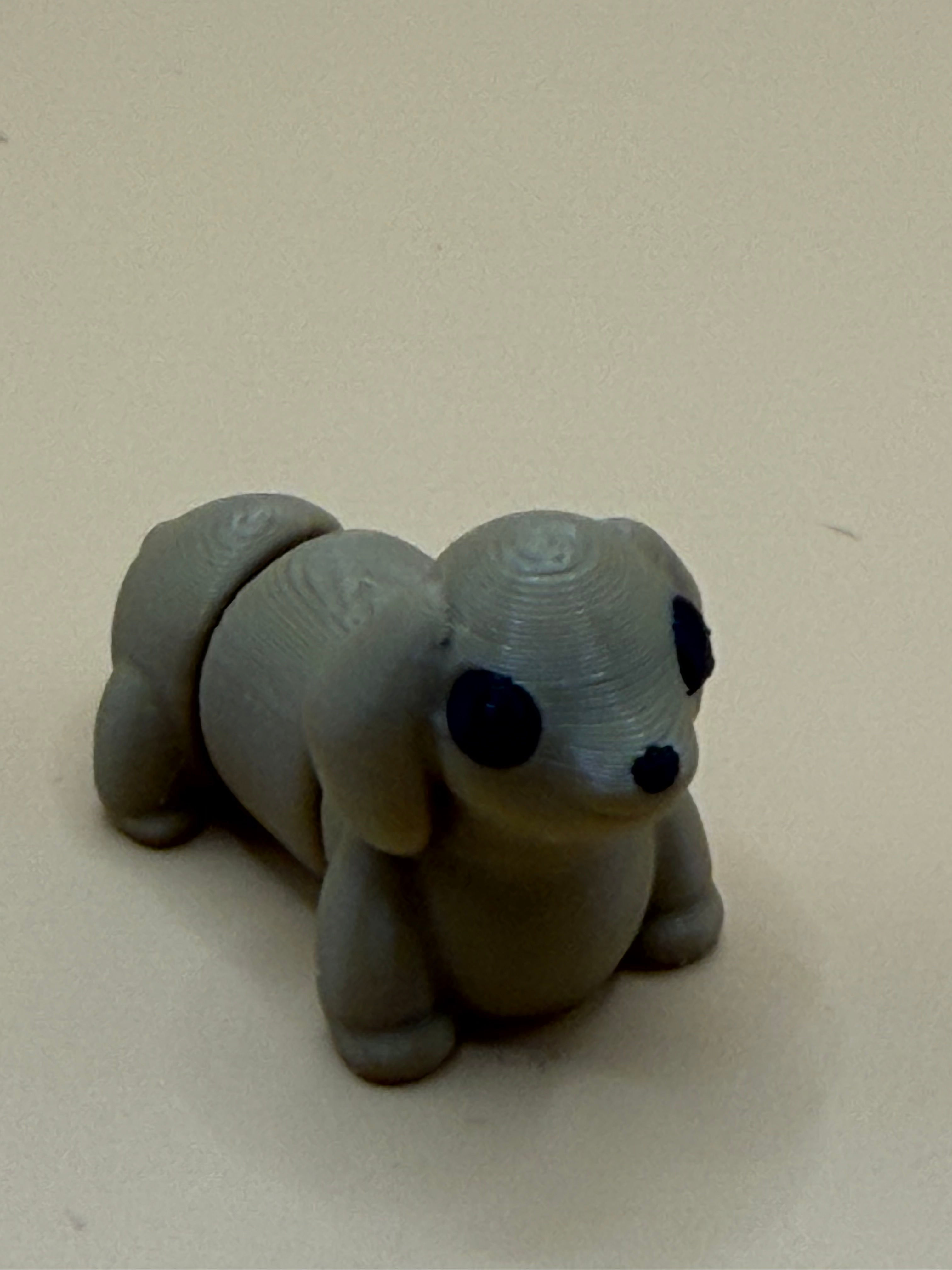 Dachshund
