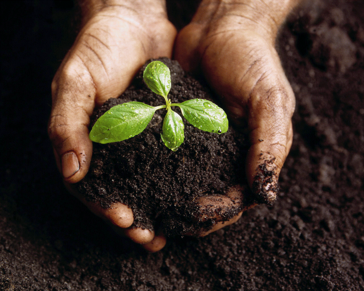 The Parable of the Sower