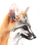 Thumbnail: close up grey fox watercolor