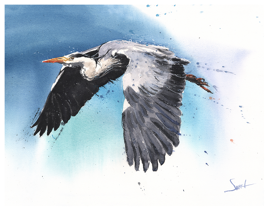 blue heron watercolor bird wildlife artist eric sweet