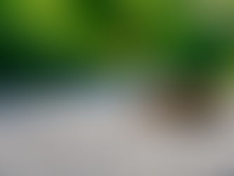 Why animals end up on roads