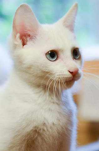 pexels-catscoming-674568.jpg
