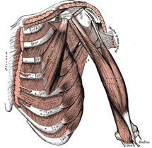 pectoralis minor pec stretch to improve desk posture