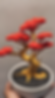 Bonsai 