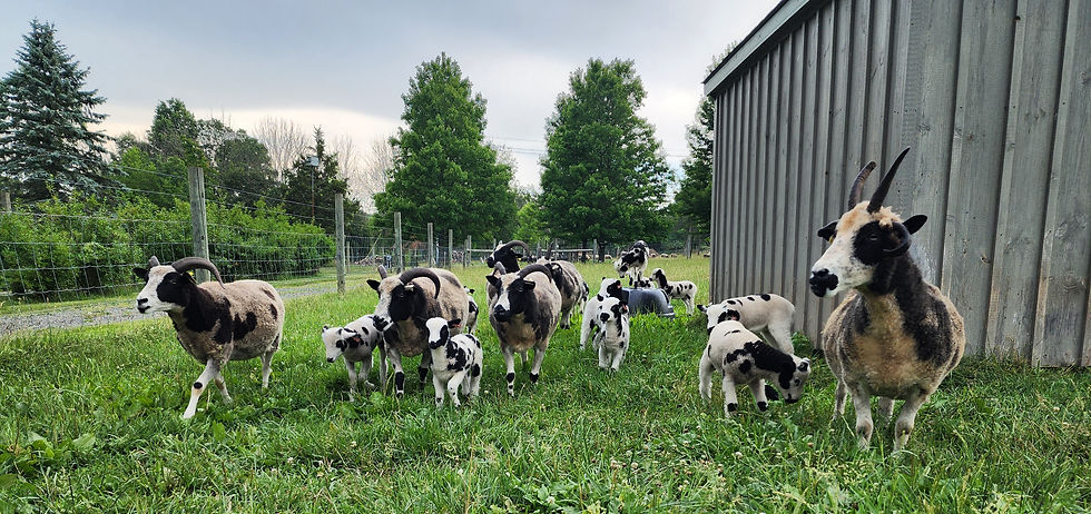 moms and lambs.jpg