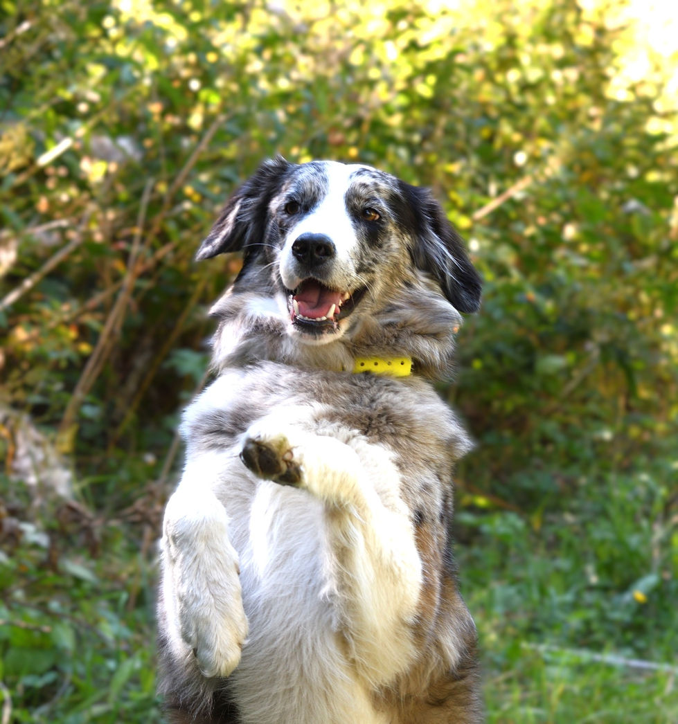 Chien au pelage blanc, gris et noir, posture expressive en extérieur, collier jaune, fond de verdure.