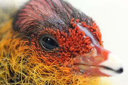 Baby bird 2