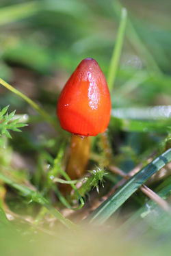 Mini Paddestoel