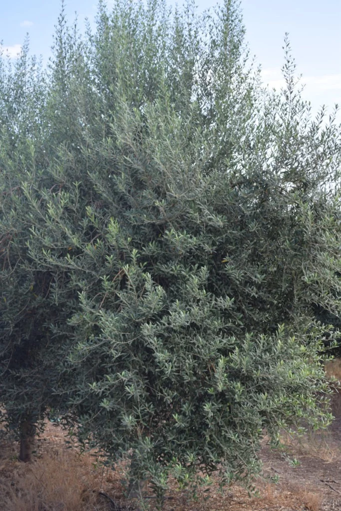 olivo-arbequina-683x1024.webp