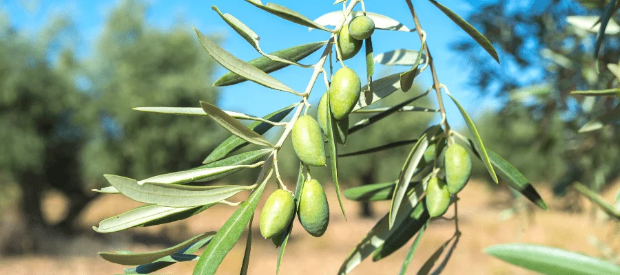 aceituna-cornicabra.webp