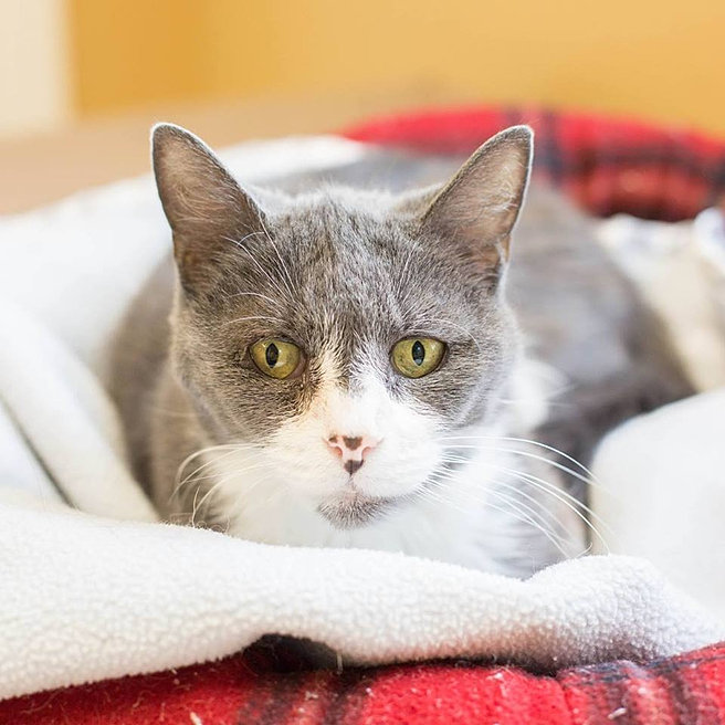 Forever Paws Animal Shelter Fall RIver, MA