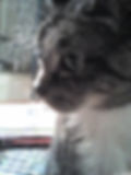 Wizzer The Cat