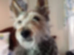 In Loving Memory of Winston