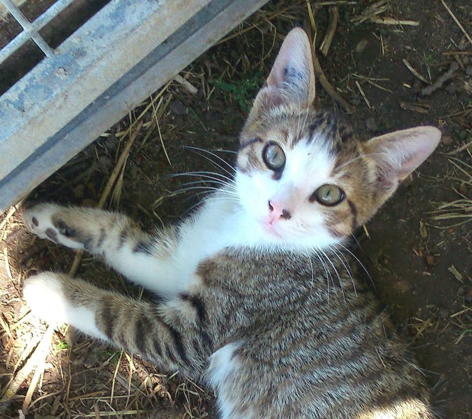 Sachat
