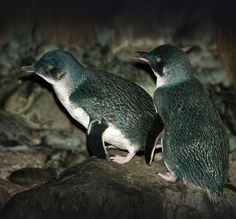 King-Island Penguins