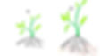 Thumbnail: Biootisak Mycorrhiza 1000g