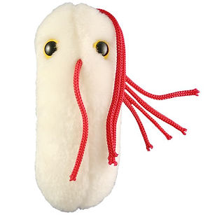 salmonella.jpeg