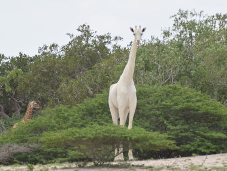 April 2020 Book of the Month: The White Giraffe