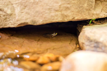 frog in water feature_edited.jpg