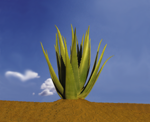 ree