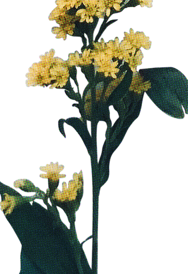 FLORAL32.png
