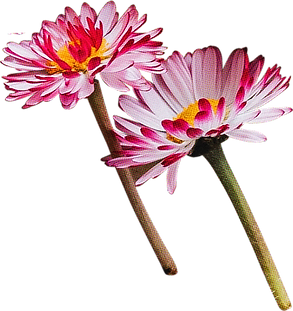 FLORAL8_edited.png