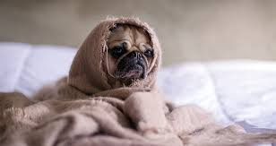 Stress Harms Your Immune System - Avoid At Your Peril!