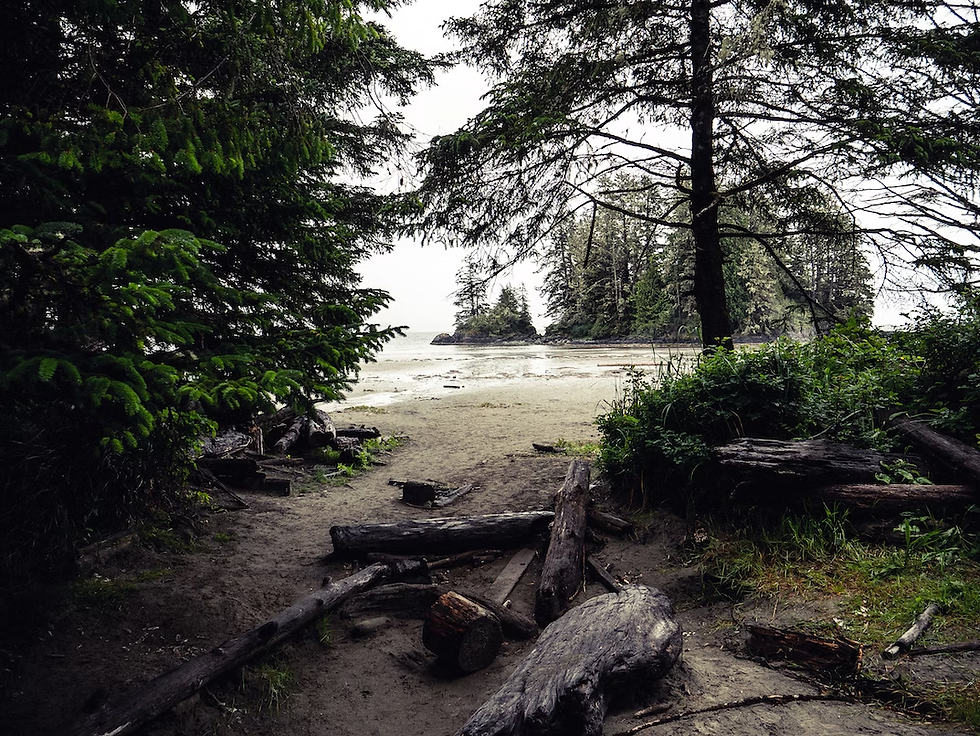 Ein geheimer Weg durch den Regenwald zu einem versteckten Strand und einer Insel. Tofino, BC.