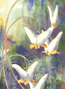 dutchman-s-breeches-2002-web_orig