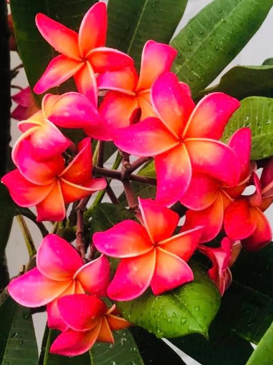Just Plumerias