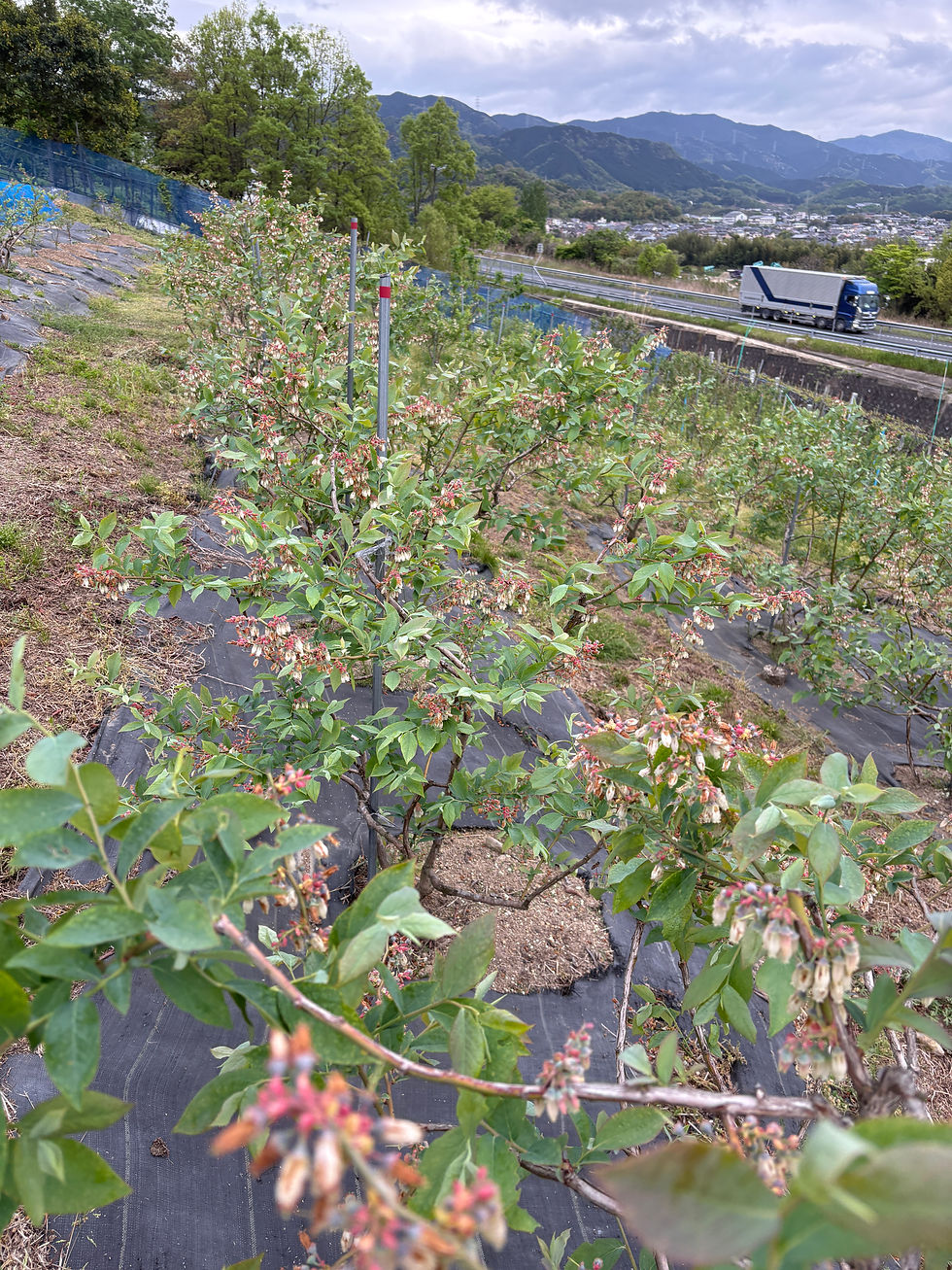 花盛りのラビットアイ系