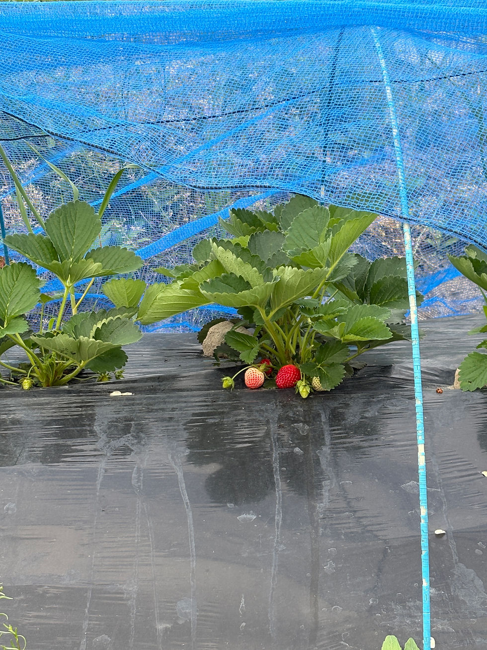 イチゴの収穫開始