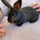 Thumbnail: Rabbits for Sale