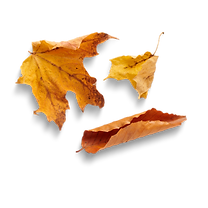 (Fall Web Elements) Leaves (2).png