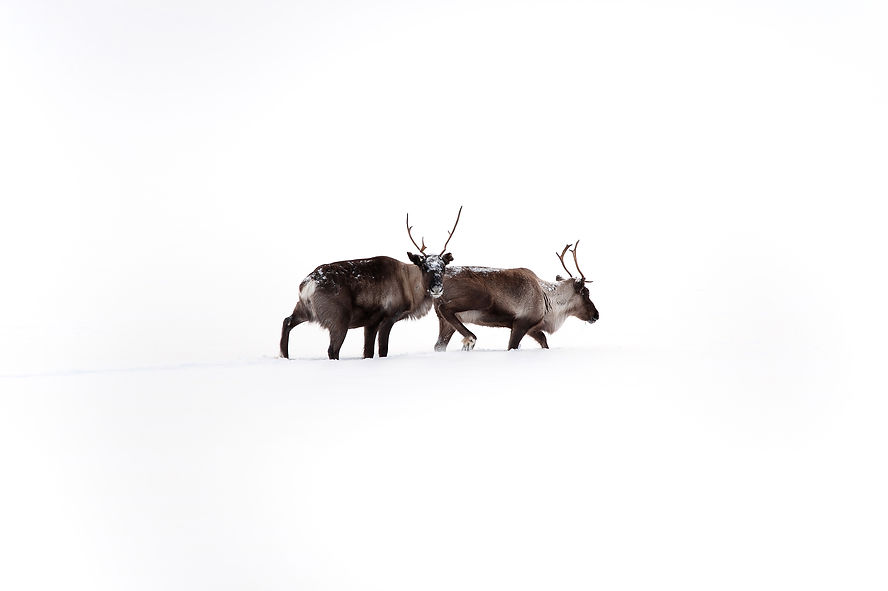 Deux rennes dans un paysage enneigé — Scandinavie