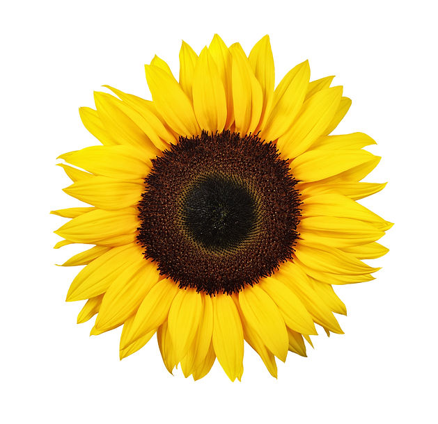 Sunflower isolated on white background.jpg